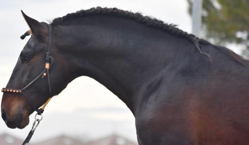 caballos españoles