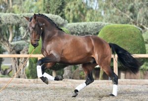 caballos españoles